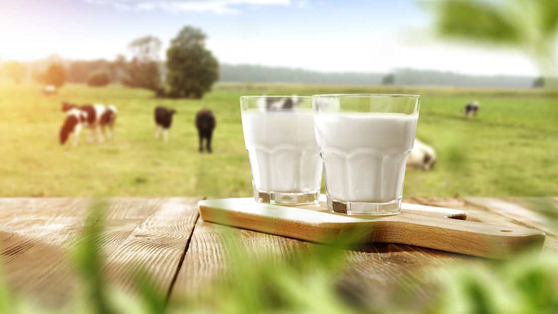 Γάλα: Το γεγονός που επέτρεψε στον άνθρωπο να πίνει φρέσκο γάλα