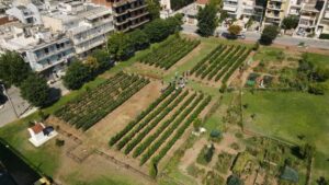 Θεσσαλονίκη: O τρύγος των λευκών ποικιλιών του αστικού αμπελώνα - Cibum.gr