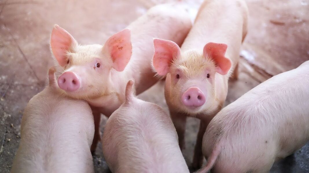 Οι ερευνητές ανακαλύπτουν Salmonella με υψηλή AMR στο χοιρινό κρέας - Cibum.gr