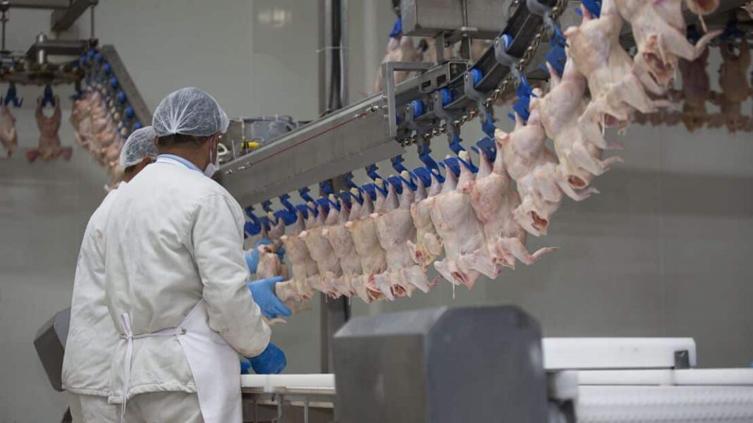 Διεθνή: Υπό διερεύνηση νέα εστία Salmonella - Πιθανή πηγή το κοτόπουλο - Cibum.gr