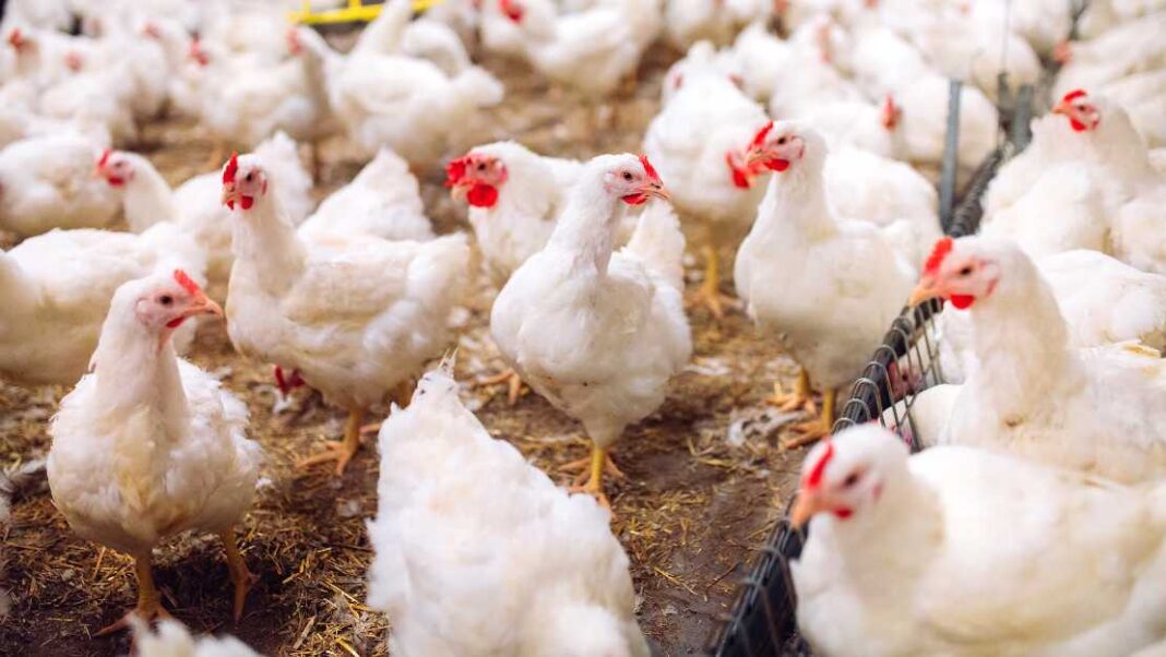 Γρίπη των πτηνών: Εντοπίστηκε H5N1 σε πτηνοτροφική μονάδα της Ολλανδίας - Θανατώθηκαν 107.000 ζώα - Cibum.gr