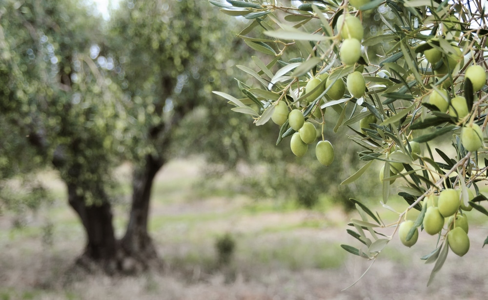 Ηράκλειο: Παραχώρηση των ελαιόδεντρων του Δήμου στο ΚΕΘΕΑ - Cibum.gr