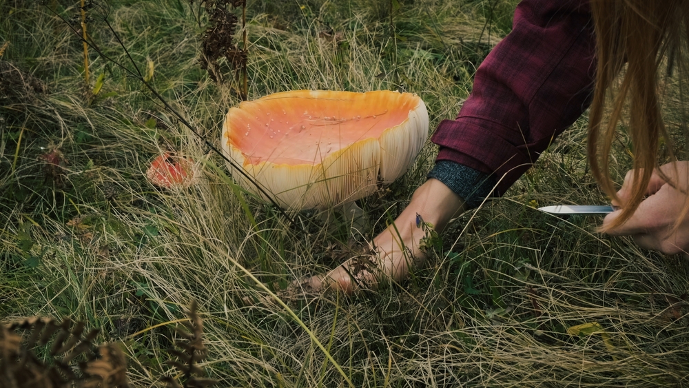 Nouvelle épidémie d’empoisonnement de masse aux champignons sauvages en France