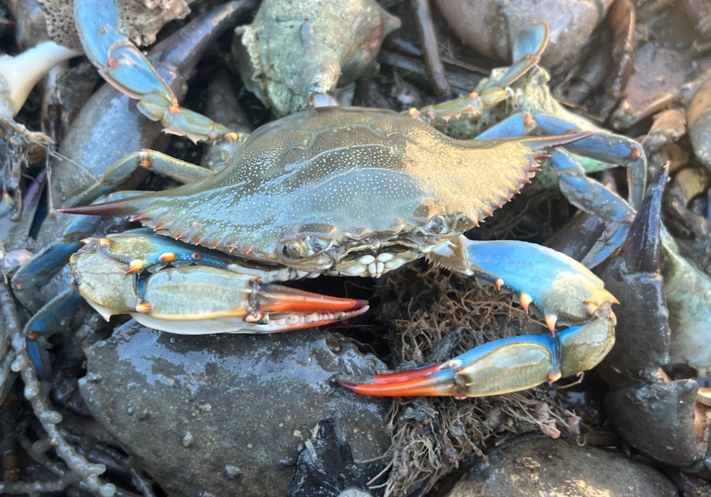 Pescatori italiani nel panico per i granchi blu: i danni ammontano a 200 milioni di euro