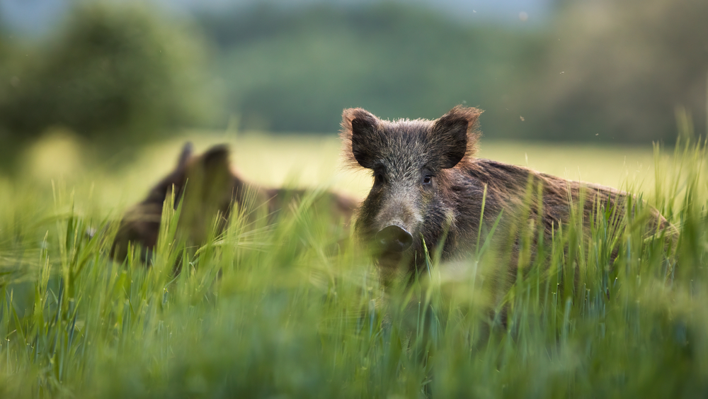 Epatite E nella caccia al cinghiale – Studio scientifico italiano