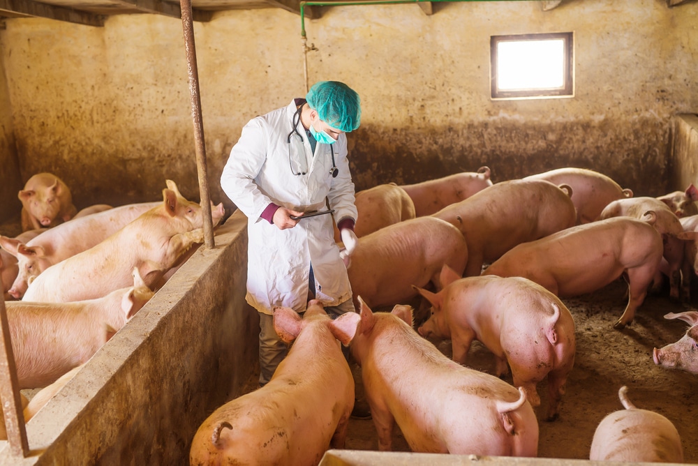 ΕΕ: Επεκτείνεται η χρήση πρόσθετου ζωοτροφών για θηλυκούς χοίρους κατά την κύηση