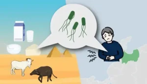 Ένα από τα στελέχη E. coli που απομονώθηκαν σε τυρί στην Αίγυπτο το 2018 ήταν το ίδιο με αυτό που προκάλεσε τροφική δηλητηρίαση σε 1.800 μαθητές στην Ιαπωνία το 2021