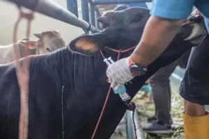 ΥΠΑΑΤ: Συναγερμός λόγω νέας εστίας Αφθώδους Πυρετού στην Τουρκία, απέναντι από τη Λέσβο