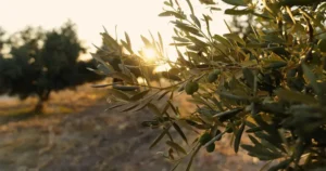 Ελληνικοί ελαιώνες: Νέα γεωργική προειδοποίηση από το ΥΠΑΑΤ