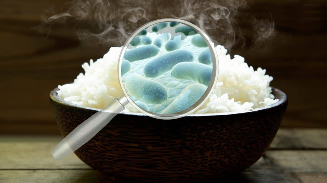 Stringy Rice Bacteria Σπάνιο παθογόνο σε ρύζι υπεύθυνο για την ασθένεια πελατών εστιατορίου ...
