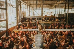 Τέλος τα αυγά από κλουβιά: Η μεγάλη αλλαγή που έρχεται στο πρωινό μας
