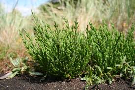 Salicornia: Το θαλασσινό φυτό που μπορεί να αντικαταστήσει το αλάτι και να προσφέρει οφέλη για την υγεία