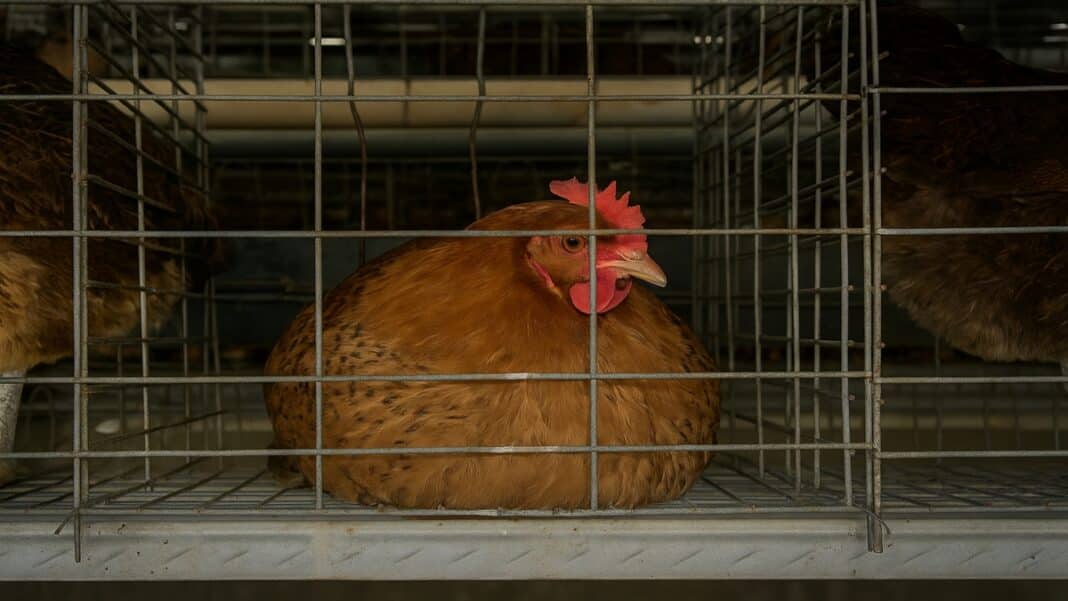 Salmonella σε 13 αμερικανικές πολιτείες: Τα οικόσιτα πουλερικά στο επίκεντρο νέας έκρηξης ασθενειών