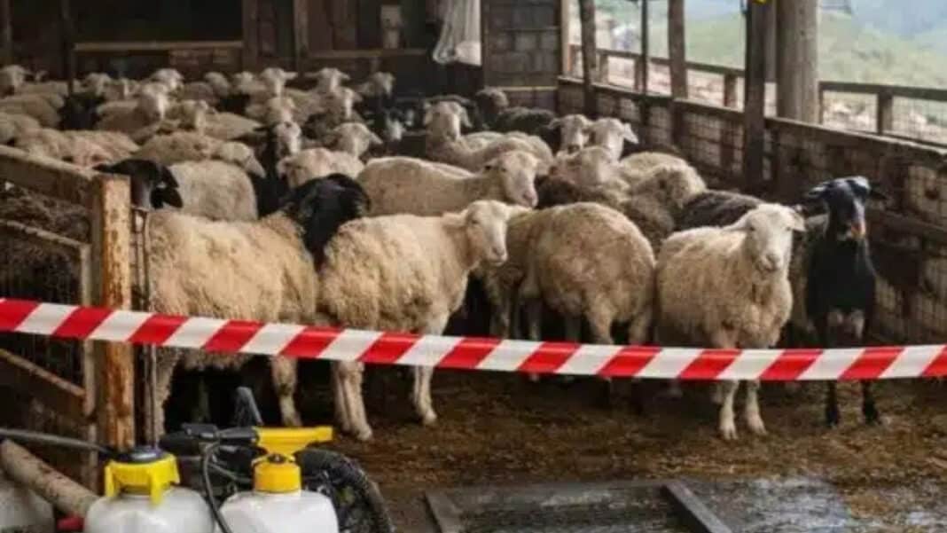ΥΠΑΑΤ: Πληροφορίες και διευκρινήσεις σχετικά με τον εμβολιασμό κατά του αφθώδους πυρετού