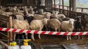 Αυξάνονται σε 17 οι στρατιωτικοί κτηνίατροι για την καταπολέμηση του αφθώδους πυρετού στη Λέσβο