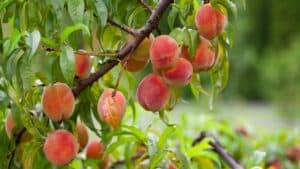 Η χρεοκοπία της Del Monte καταστρέφει 420.000 ροδακινιές στην Καλιφόρνια - Αγρότες χάνουν συμβόλαια 468 εκατ. ευρώ