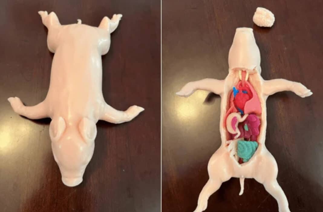 Η PETA λανσάρει συνθετικό γουρουνάκι για την ανατομία στα σχολεία