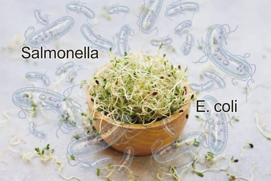 Φύτρα μηδικής: Συναγερμός για E. coli και σαλμονέλα μετά από 55 κρούσματα