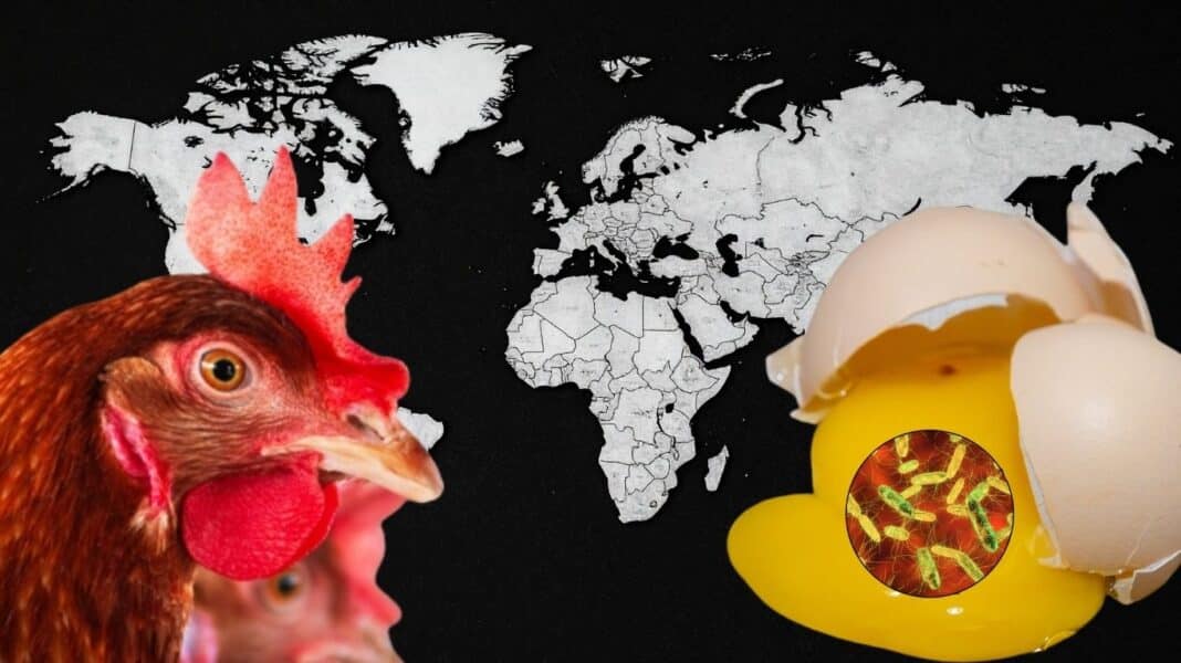 Τι γίνεται με τα αυγά; Τουλάχιστον 5 εξάρσεις Salmonella σε διαφορετικές χώρες – Τι κρύβεται πίσω από τους αλλεπάλληλους συναγερμούς
