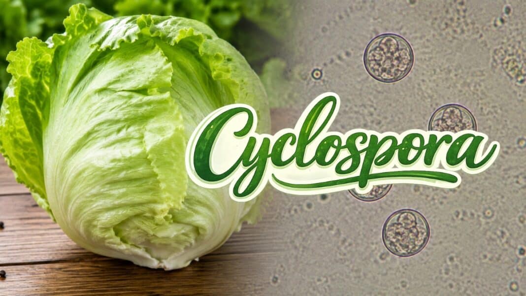 Cyclospora: Χιλιάδες κρούσματα και 2 θάνατοι από μολυσμένο μαρούλι στις ΗΠΑ - Περιστατικά και σε 16 ευρωπαϊκές χώρες σύμφωνα με μελέτη