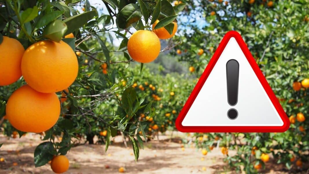 Ελεγκτές βρήκαν κοπριά πάνω σε πορτοκάλια - Η αυστηρή προειδοποίηση στον παραγωγό και οι σοβαροί κίνδυνοι για την υγεία των καταναλωτών