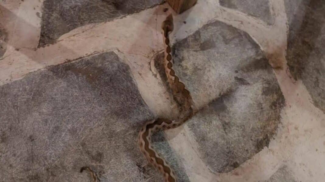 Βίντεο με φίδι να «κόβει βόλτες» κάτω από τα τραπέζια ταβέρνας στην Εύβοια