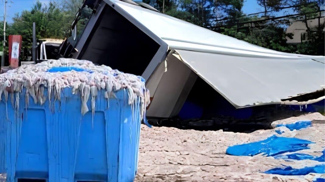 Βίντεο: Πλημμύρα από καλαμάρια σε κεντρικό δρόμο των ΗΠΑ – Η απίστευτη επιχείρηση καθαρισμού