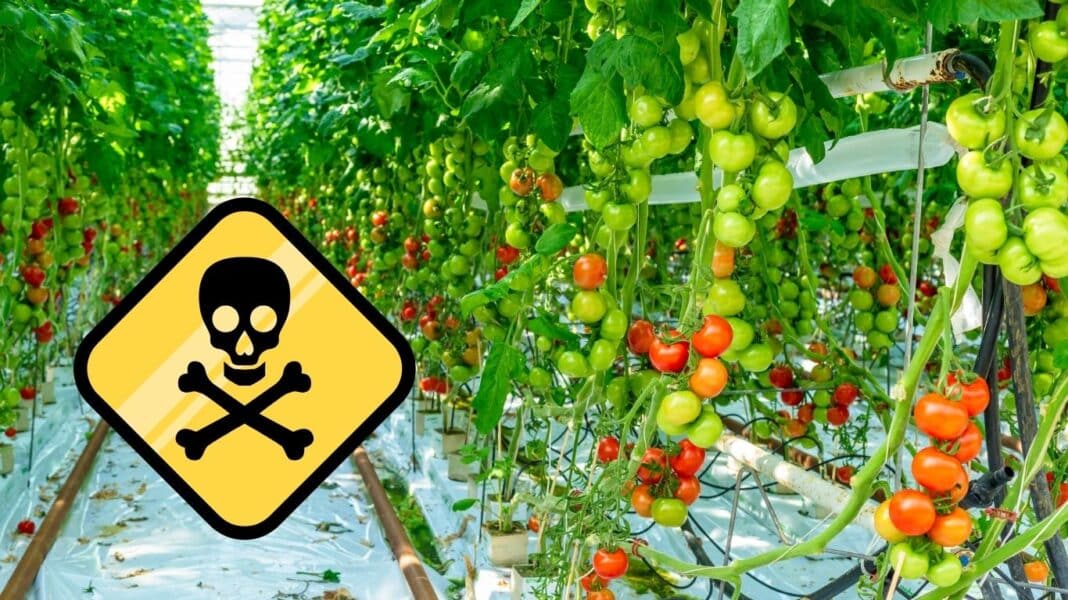 Δηλητηρίαση 33 εργατών σε θερμοκήπιο ντομάτας - Προβληματισμός για την ασφάλεια των προϊόντων που παράγονται στη μονάδα