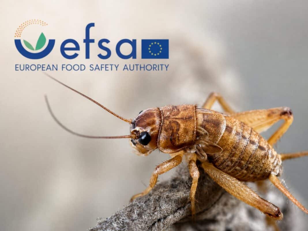 EFSA: Δεν τεκμηριώθηκε η ασφάλεια νέου τροφίμου από γρύλους