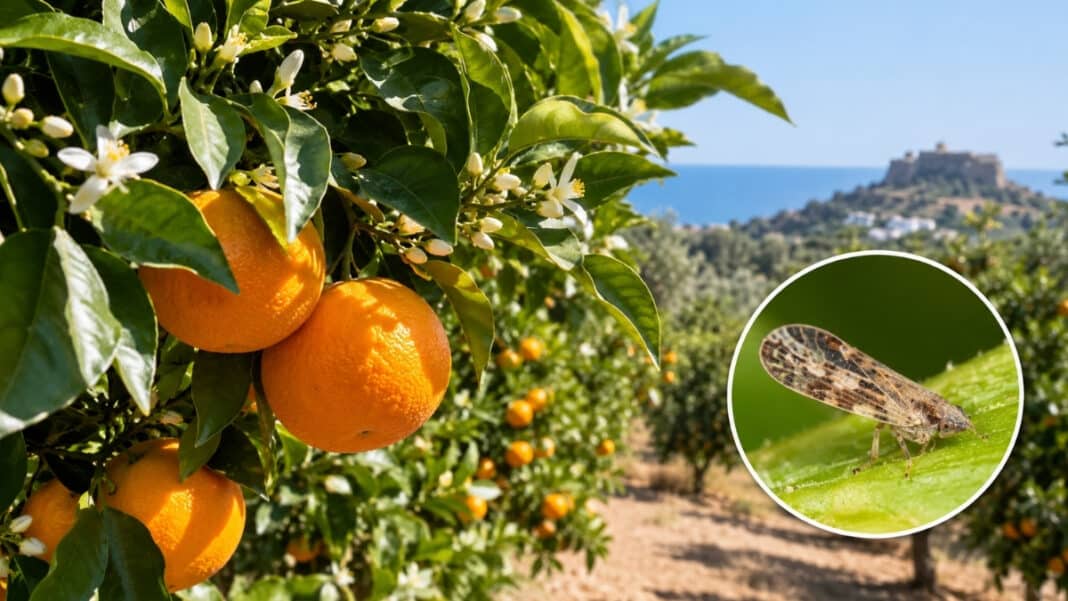 Νέα απειλή για τις ελληνικές καλλιέργειες εσπεριδοειδών - Για πρώτη φορά στην Ελλάδα το Diaphorina citri