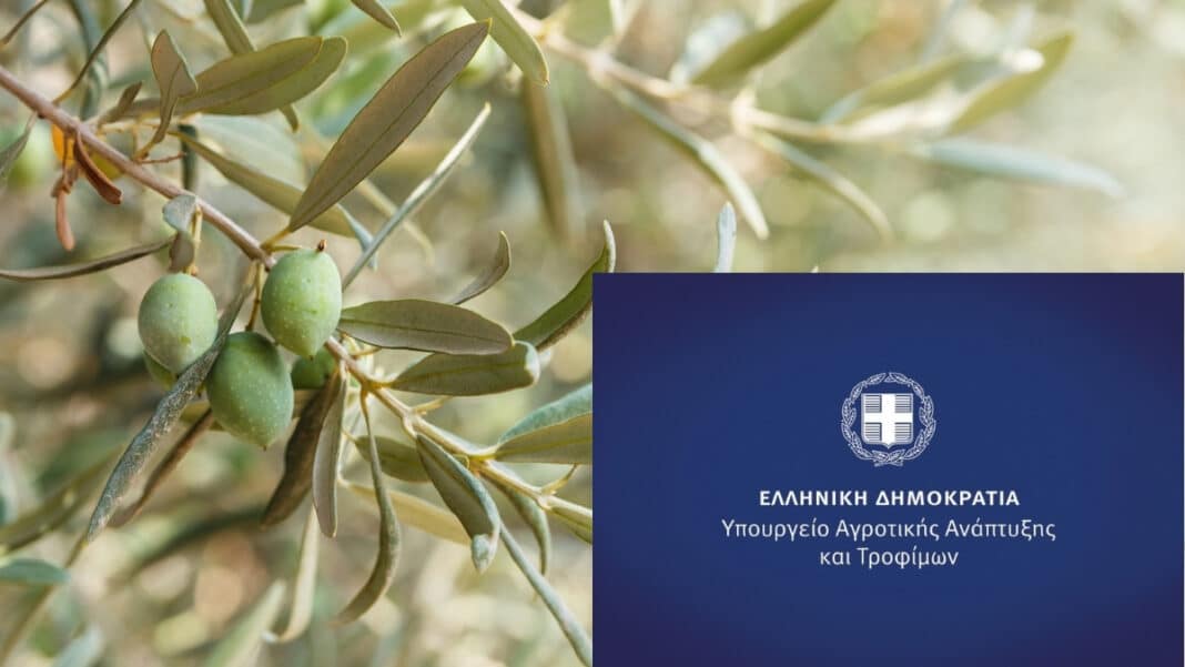 Ελιά: Τι πρέπει να προσέξουν οι παραγωγοί το φθινόπωρο - Γεωργική προειδοποίηση του ΥΠΑΑΤ