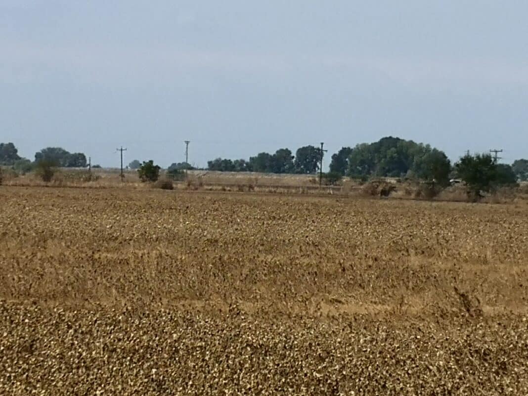 SOS για τη Θεσσαλία: Η ξηρασία απειλεί να μετατρέψει τον κάμπο σε «Σαχάρα» - Τι προβλέπουν οι πανεπιστημιακές μελέτες