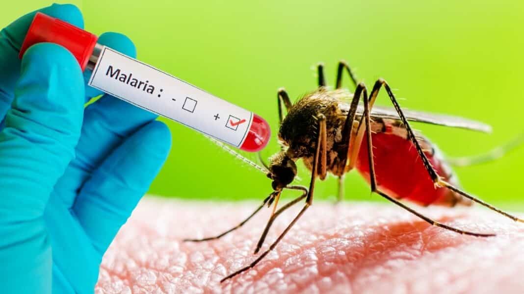 Τρίτος θάνατος από ελονοσία στην Φρανκφούρτη - Γιατί οι αρχές ζητούν από όσους ζουν κοντά στο αεροδρόμιο να είναι ιδιαίτερα προσεκτικοί