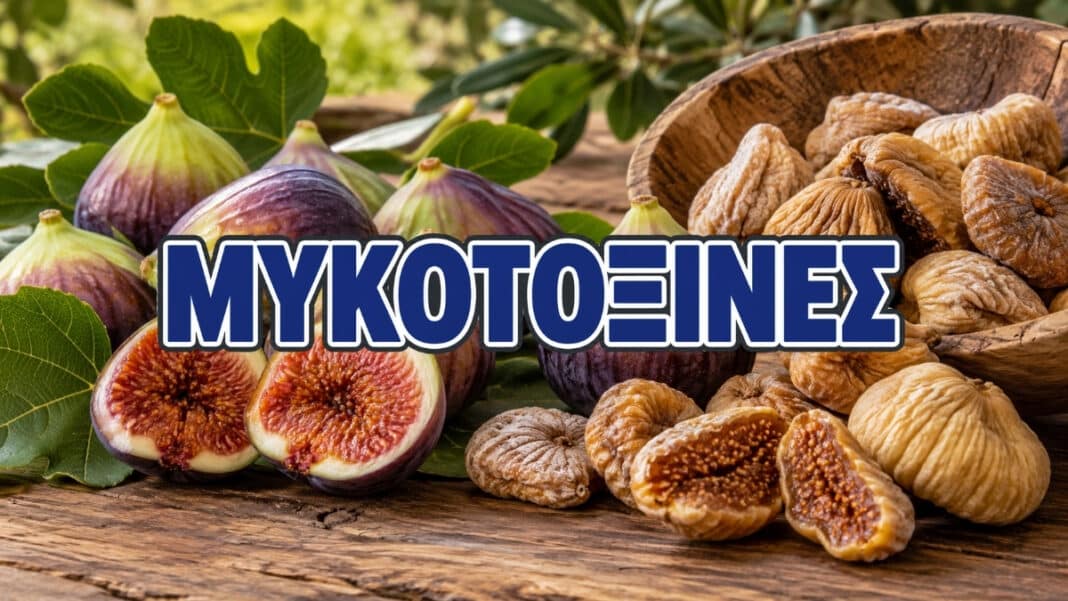 Ελλάδα: Επικίνδυνη μυκοτοξίνη έως 245% πάνω από το όριο σε φορτία με σύκα – Οι επιπτώσεις σε νεφρούς και DNA