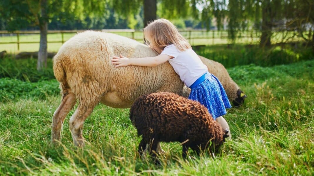 little girl caressing sheep