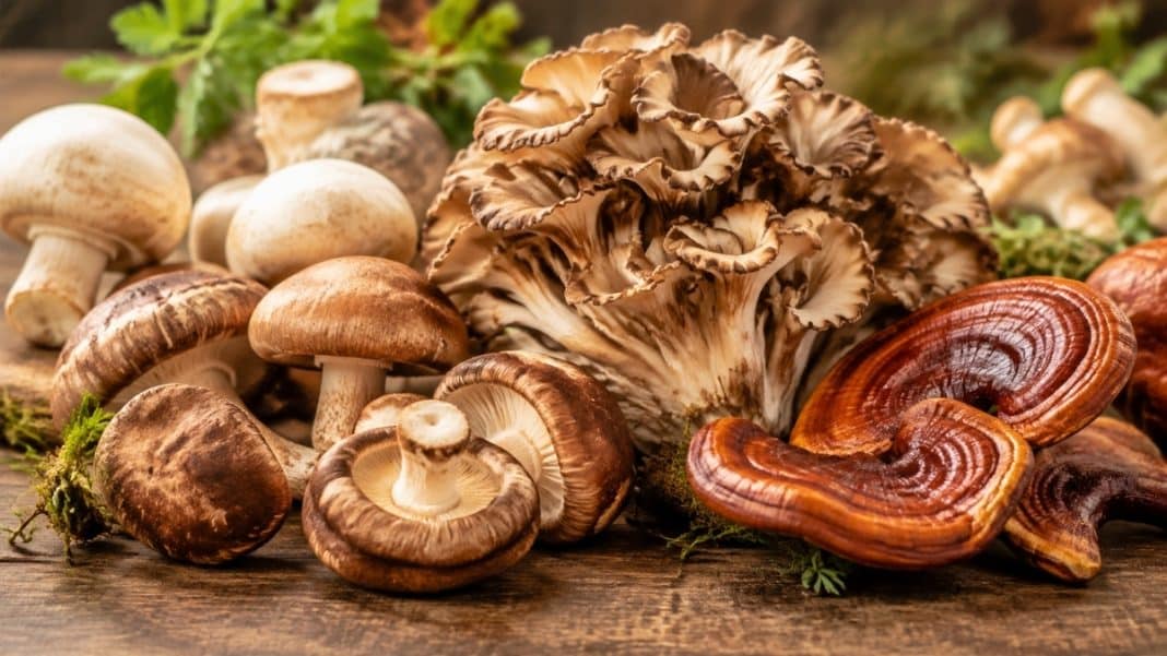 Τρία δημοφιλή είδη μανιταριών στο μικροσκόπιο της ANSES - Παρενέργειες και επικίνδυνοι συνδυασμοί με φάρμακα